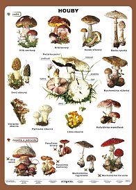 Člověk a jeho svět - Houby 100 x 140 cm