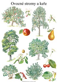 SNO Rozmanitost přírody 3.-5. r.