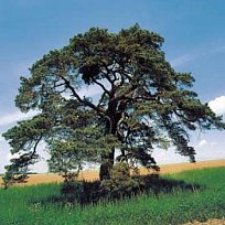 Wunderkasten - slovíčka