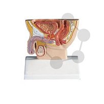 Mužská pánev (podélný řez, 1/2 velikost)