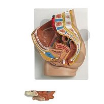 Ženská pánev (2 části)