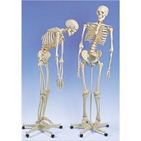 Kostra ohebná na stojanu.