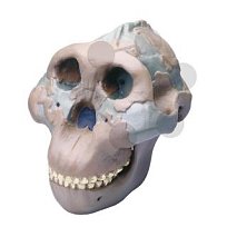 Lebka Australopithecus boisei: Olduvai Gorge - vysoce kvalitní provedení