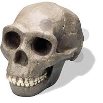 Lebka Homo erectus pekinensis: Sinanthropus - vysoce kvalitní provedení