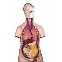 Torzo člověka klasické 12ks