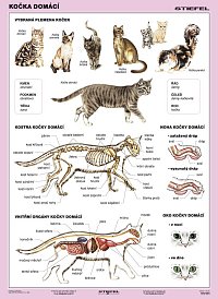 Kočka domácí 160 x 120 cm