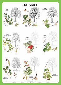 Člověk a jeho svět - Stromy I 100 x 140 cm