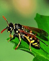 Prvouka 1 - Zvířata a jejich prostředí