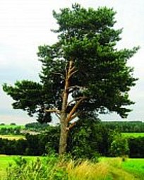 Prvouka 4 - Rostliny, stromy, keře