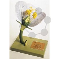 Model květu krytosemenné rostliny, prostoplátečné