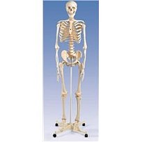 Kostra standardní na stojanu