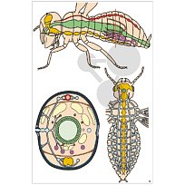 Multimediální sada Hmyz