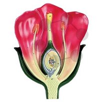 Model květu jednoděložné rostliny