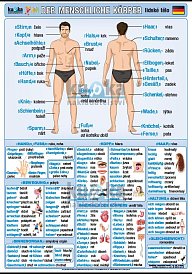 Lidské tělo v němčině (100 x 70 cm)
