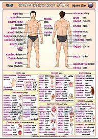 Lidské tělo v ruštině (100 x 70 cm)