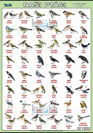 Naši ptáci (100 x 70 cm)