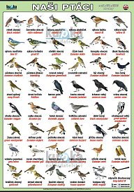 Naši ptáci v češtině a angličtině (100 x 70 cm)