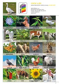 Pexeso Statek v létě JAMS 2